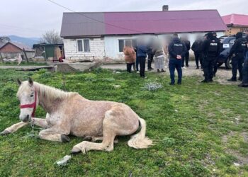 CAL SALVAT DE POLIȚIȘTI Ținut fără hrană și apă pe câmp, animalul a fost preluat și dus în adăpost