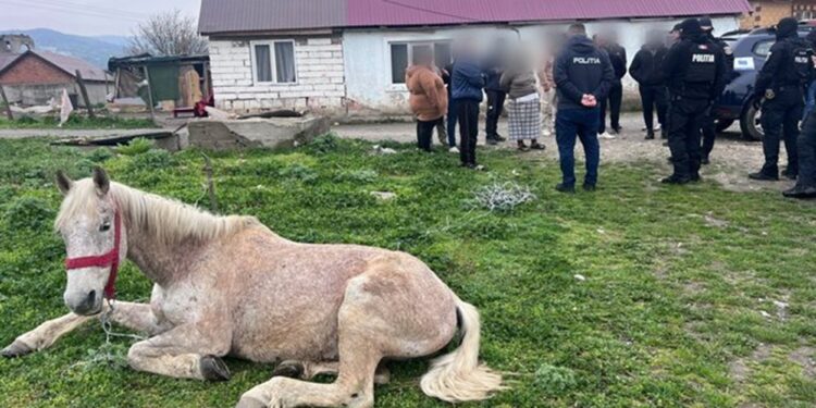 CAL SALVAT DE POLIȚIȘTI Ținut fără hrană și apă pe câmp, animalul a fost preluat și dus în adăpost