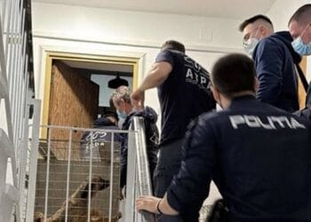 Descoperire șocantă! 25 de câini salvați dintr-un apartament insalubru după un incendiu. Animalele erau bolnave și ținute fără hrană