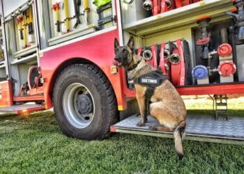 Eroul cu patru labe al pompierilor! Gaha, câinele ISU care a împlinit 3 ani!