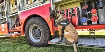 Eroul cu patru labe al pompierilor! Gaha, câinele ISU care a împlinit 3 ani!