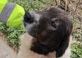 Cruzime sancționată! Cățelușă bolnavă, abandonată pe stradă, salvată în ultima clipă. Proprietarul, amendat drastic