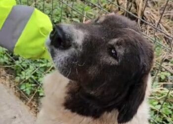 Cruzime sancționată! Cățelușă bolnavă, abandonată pe stradă, salvată în ultima clipă. Proprietarul, amendat drastic