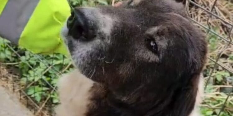 Cruzime sancționată! Cățelușă bolnavă, abandonată pe stradă, salvată în ultima clipă. Proprietarul, amendat drastic