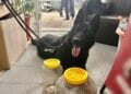 Rețea de trafic de droguri, destructurată după o operațiune de amploare! Culturi de canabis, laborator clandestin și sute de vape-uri cu THC