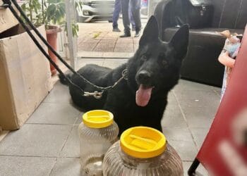 Rețea de trafic de droguri, destructurată după o operațiune de amploare! Culturi de canabis, laborator clandestin și sute de vape-uri cu THC