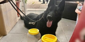 Rețea de trafic de droguri, destructurată după o operațiune de amploare! Culturi de canabis, laborator clandestin și sute de vape-uri cu THC