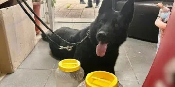 Rețea de trafic de droguri, destructurată după o operațiune de amploare! Culturi de canabis, laborator clandestin și sute de vape-uri cu THC