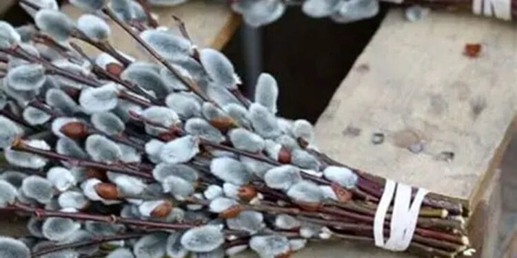 Floriile, sărbătoarea bucuriei și a numelor de flori. Tradiții  și semnificații