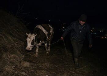 Lovitură la o stână! Bovină furată în toiul nopții, suspect reținut de polițiști!