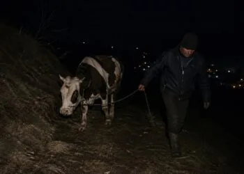 Lovitură la o stână! Bovină furată în toiul nopții, suspect reținut de polițiști!