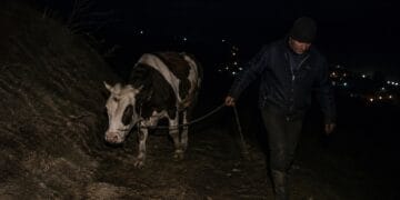 Lovitură la o stână! Bovină furată în toiul nopții, suspect reținut de polițiști!