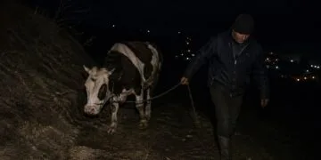 Lovitură la o stână! Bovină furată în toiul nopții, suspect reținut de polițiști!