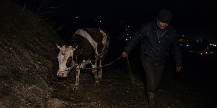 Lovitură la o stână! Bovină furată în toiul nopții, suspect reținut de polițiști!