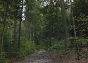 Ministrul Mediului cere bodycam-uri pentru pădurari, după noi agresiuni. Acuzații dure la adresa conducerii Romsilva