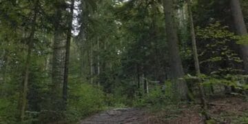 Ministrul Mediului cere bodycam-uri pentru pădurari, după noi agresiuni. Acuzații dure la adresa conducerii Romsilva