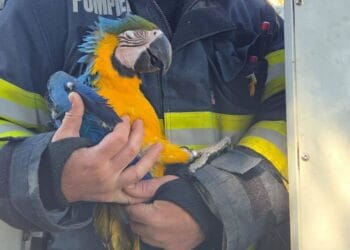 Intervenție neobișnuită! Pompierii au salvat un pui de papagal blocat într-un brad de 20 de metri