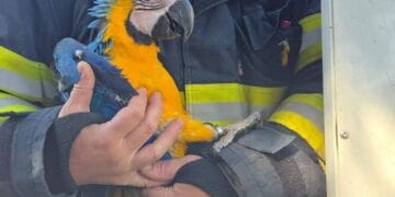 Intervenție neobișnuită! Pompierii au salvat un pui de papagal blocat într-un brad de 20 de metri