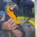 Intervenție neobișnuită! Pompierii au salvat un pui de papagal blocat într-un brad de 20 de metri
