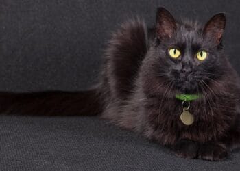 Misiune contra cronometru! Pompierii au salvat o pisică blocată la 12 metri înălțime