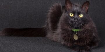 Misiune contra cronometru! Pompierii au salvat o pisică blocată la 12 metri înălțime