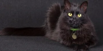 Misiune contra cronometru! Pompierii au salvat o pisică blocată la 12 metri înălțime