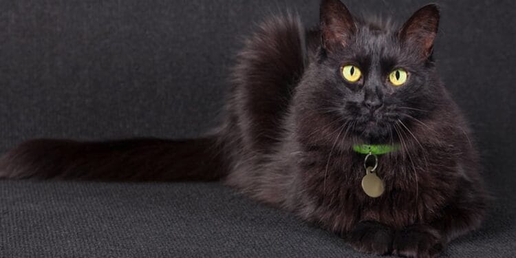 Misiune contra cronometru! Pompierii au salvat o pisică blocată la 12 metri înălțime