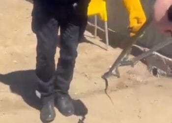 Intervenție neobișnuită! Șarpe de 1,5 metri, găsit sub capota unei mașini!