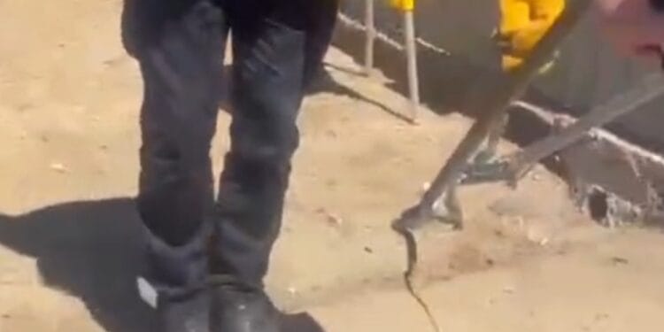 Intervenție neobișnuită! Șarpe de 1,5 metri, găsit sub capota unei mașini!