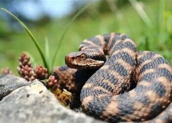 Alertă pe munte: tot mai multe întâlniri cu șerpi. Salvamont avertizează – mușcăturile apar din imprudență