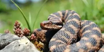 Alertă pe munte: tot mai multe întâlniri cu șerpi. Salvamont avertizează – mușcăturile apar din imprudență