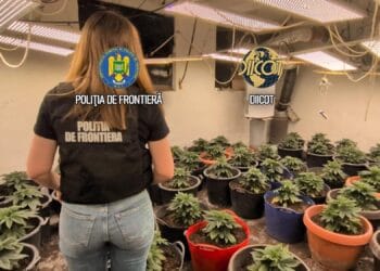Cultură de canabis amenajată într-un spațiu special! DIICOT a descoperit zeci de kilograme de droguri și 88 de plante