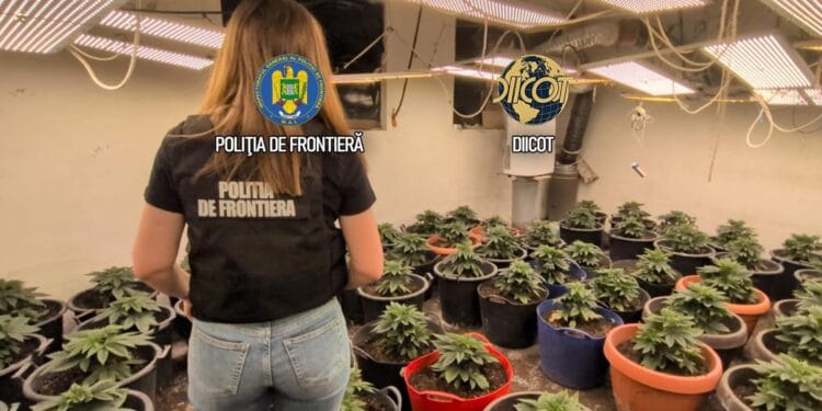 Cultură de canabis amenajată într-un spațiu special! DIICOT a descoperit zeci de kilograme de droguri și 88 de plante