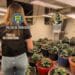 Cultură de canabis amenajată într-un spațiu special! DIICOT a descoperit zeci de kilograme de droguri și 88 de plante