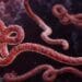 Alertă sanitară! Pericol din cauza extinderii Ebola. Epidemia se răspândește rapid