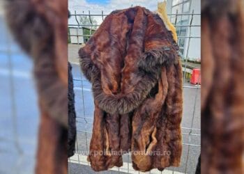 Descoperire de contrabandă! Zeci de piei de șinșilă și haine din blană de nurcă, ascunse într-un camion!