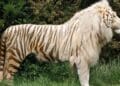 Incendiu devastator la o grădină zoologică privată! Un ligru și un fazan au murit, alte animale au fost salvate de pompieri