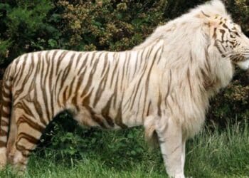 Incendiu devastator la o grădină zoologică privată! Un ligru și un fazan au murit, alte animale au fost salvate de pompieri