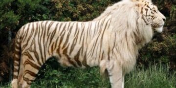 Incendiu devastator la o grădină zoologică privată! Un ligru și un fazan au murit, alte animale au fost salvate de pompieri