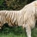 Incendiu devastator la o grădină zoologică privată! Un ligru și un fazan au murit, alte animale au fost salvate de pompieri