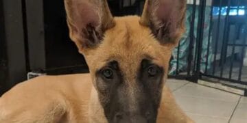 Revoltă după ce un bărbat ar fi încercat să-și înece câinele! Animalul a fost salvat în ultima clipă de martori