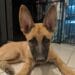 Revoltă după ce un bărbat ar fi încercat să-și înece câinele! Animalul a fost salvat în ultima clipă de martori