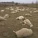 Măcel într-o gospodărie! 80 de oi ucise de câini fără stăpân. Firma responsabilă, amendată de polițiști!