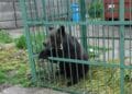 Urs capturat în curtea unei școli! Animalul care a băgat spaima în localnici va fi relocat