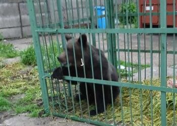 Urs capturat în curtea unei școli! Animalul care a băgat spaima în localnici va fi relocat
