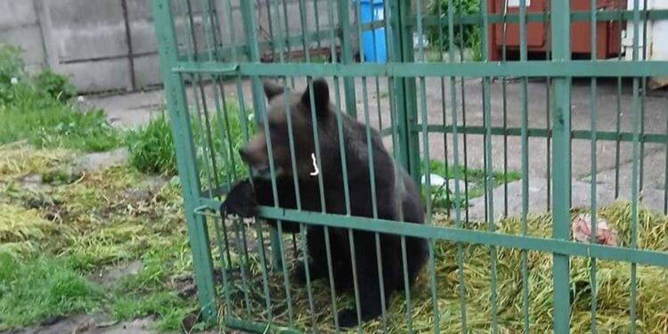Urs capturat în curtea unei școli! Animalul care a băgat spaima în localnici va fi relocat