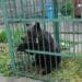 Urs capturat în curtea unei școli! Animalul care a băgat spaima în localnici va fi relocat