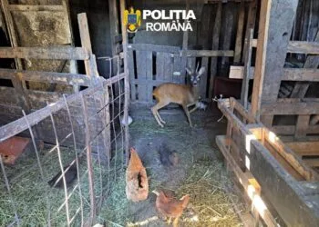 Două căprioare ținute ilegal în captivitate și arme descoperite la percheziții! Polițiștii anchetează fapte de braconaj și încălcarea regimului armelor