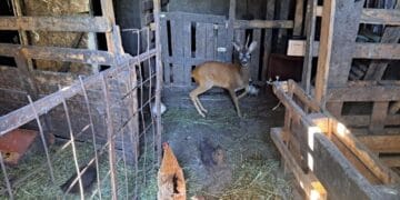 Două căprioare ținute ilegal în captivitate și arme descoperite la percheziții! Polițiștii anchetează fapte de braconaj și încălcarea regimului armelor