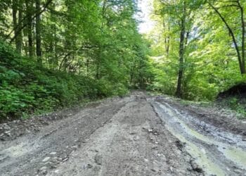 Diana Buzoianu a făcut plângere penală după vandalizarea camerelor care monitorizează transporturile de lemn. Nouă sisteme au fost distruse